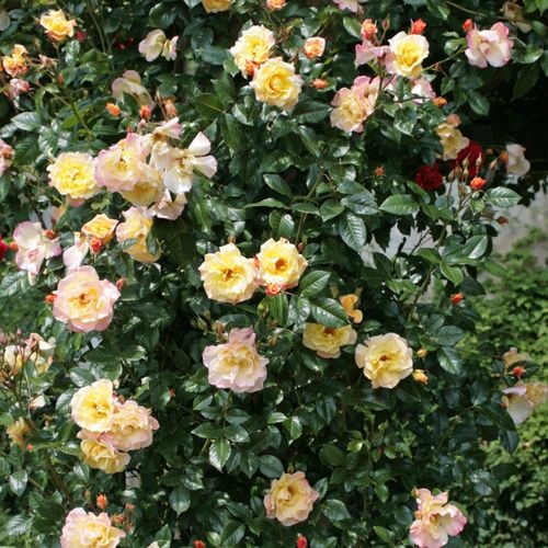 Galben - Trandafir copac cu trunchi înalt - cu flori în buchet - coroană tufiș